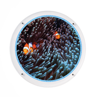 anemone flow