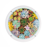 botanical bloom
