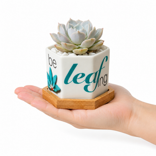 Hand holding a small Leaf by leaf hexagonal ceramic succulent planter showing 2.5 inch size
