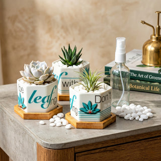 Leaf by leaf mini hexagonal ceramic planters with succulents on an indoor desk shelf