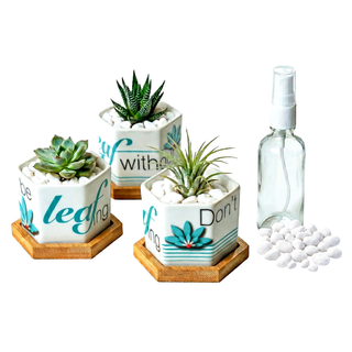 Hexagonal Planters (Set of 3) | Leaf by leaf