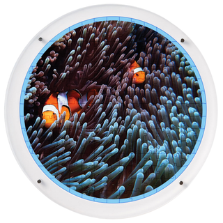 Anemone Flow hangable acrylic puzzle wall art, round 14 inch round, clownfish among sea anemone underwater scene